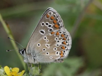 Aricia (Aricia) artaxerxes
