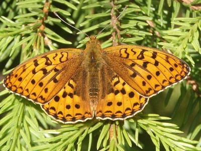 Argynnis (Fabriciana) adippe