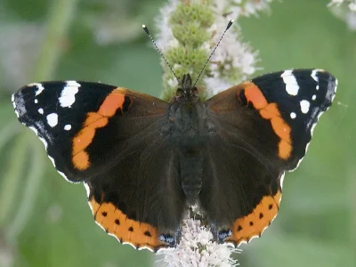 Vanessa atalanta