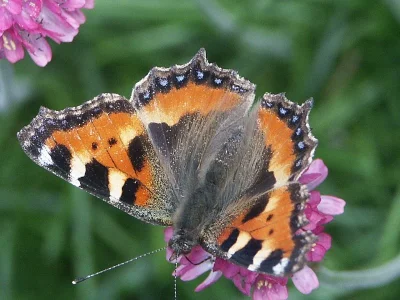 Aglais urticae