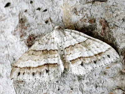 Mesotype parallelolineata