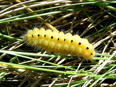 Zygaena (Agrumenia) loti