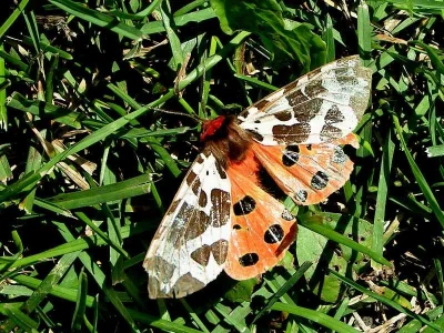 Arctia caja