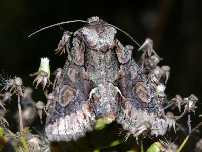 Allophyes (Allophyes) oxyacanthae