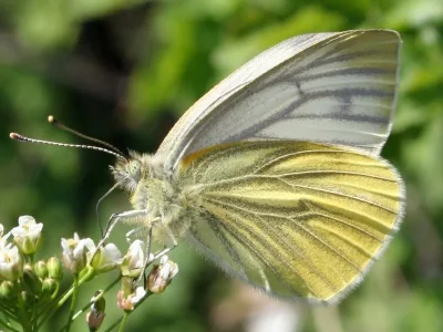 Pieris (Artogeia) napi