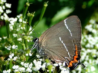 Satyrium (Strymonidia) w-album