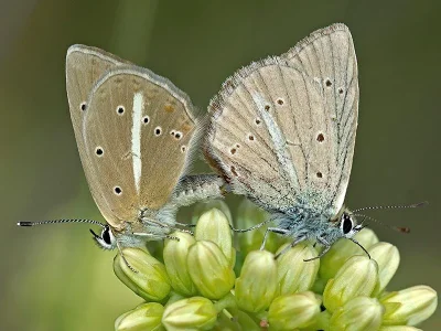 Polyommatus (Agrodiaetus) ripartii