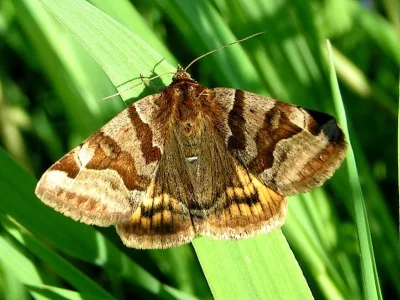 Euclidia (Euclidia) glyphica