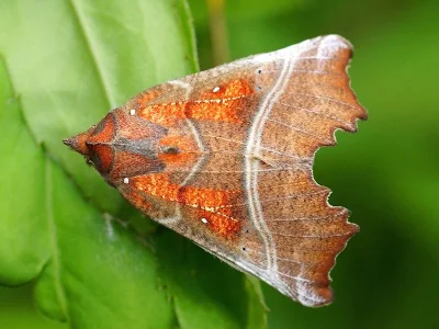 Scoliopteryx libatrix
