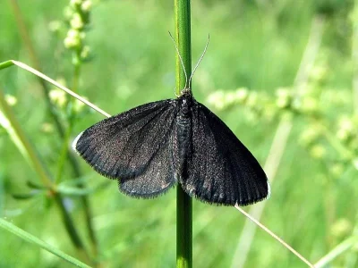 Odezia atrata