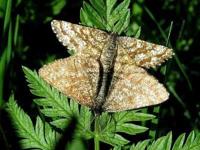 Ematurga atomaria