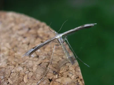 Stenoptilia bipunctidactyla