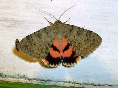 Catocala puerpera