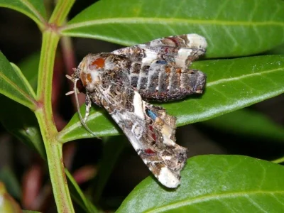 Eutelia adulatrix