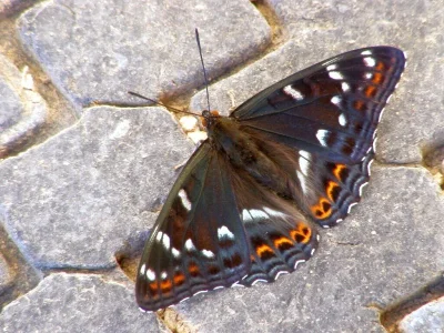 Limenitis populi