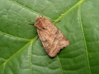 Diarsia rubi