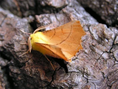 Ennomos alniaria