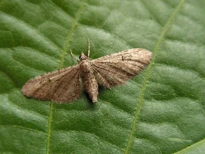Eupithecia innotata