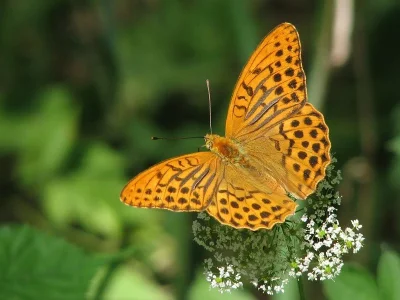 Argynnis (Argynnis) paphia