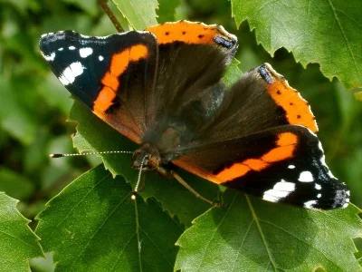 Vanessa atalanta