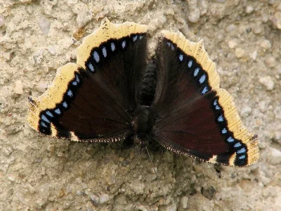 Nymphalis (Nymphalis) antiopa