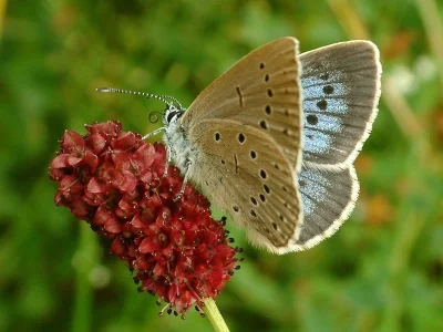 Phengaris teleius