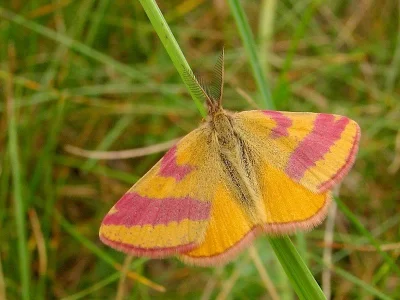 Lythria cruentaria