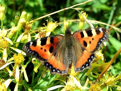 Aglais urticae