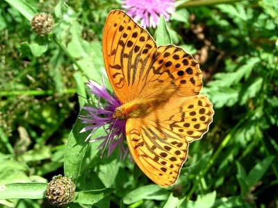 Argynnis (Argynnis) paphia