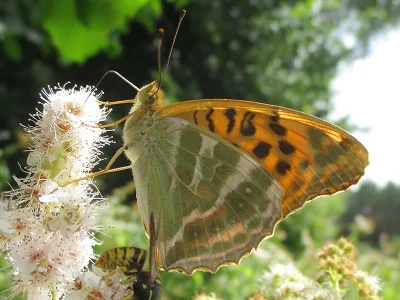 Argynnis (Argynnis) paphia