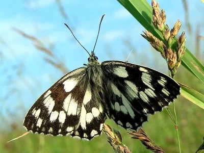 Melanargia (Melanargia) galathea