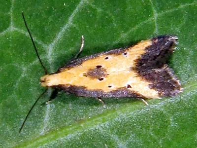 Brachmia dimidiella