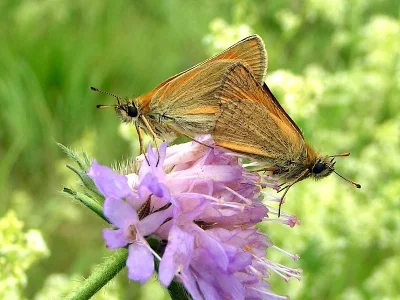 Thymelicus lineola