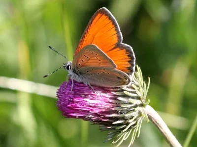 Lycaena (Heodes) hippothoe
