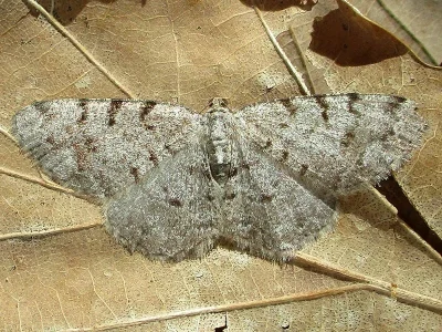 Aethalura punctulata