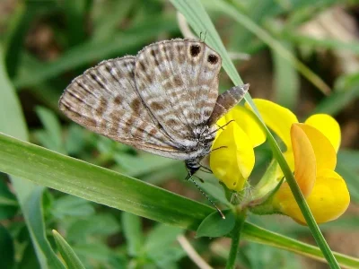 Leptotes pirithous