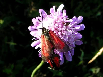 Zygaena (Mesembrynus) purpuralis