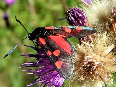 Zygaena (Zygaena) trifolii