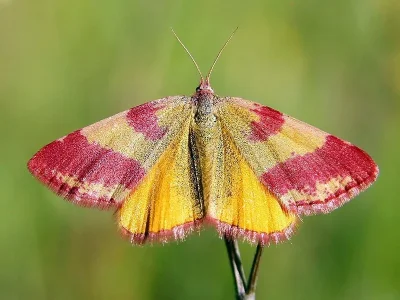 Lythria cruentaria