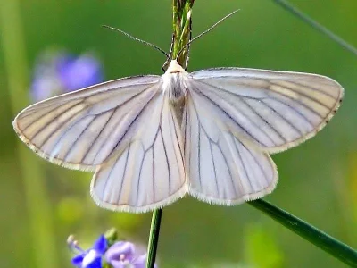 Siona lineata