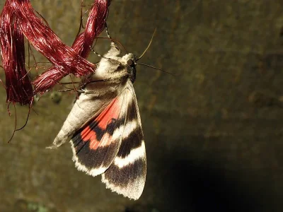 Catocala nupta