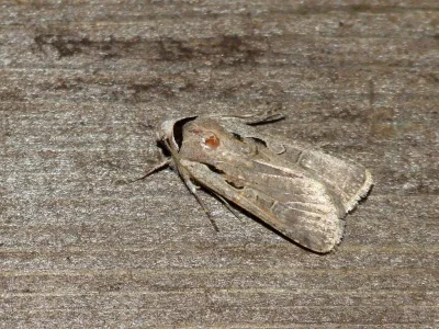 Tathorhynchus exsiccata