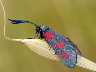 Zygaena (Zygaena) filipendulae