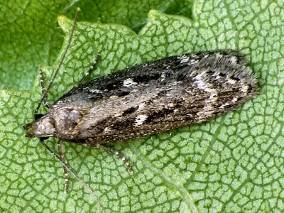 Gelechia (Gelechia) sororculella