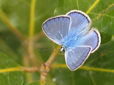 Polyommatus (Plebicula) dorylas
