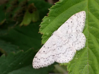 Scopula (Ustocidalia) marginepunctata