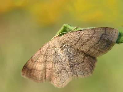 Scopula (Scopula) rubiginata