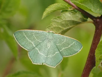 Chlorissa viridata