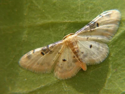 Idaea filicata