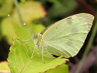Pieris (Pieris) brassicae
